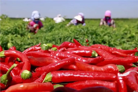 辣椒豐收0726-1