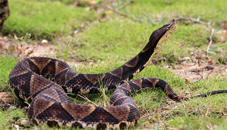 養(yǎng)蛇清糞帶0926-1