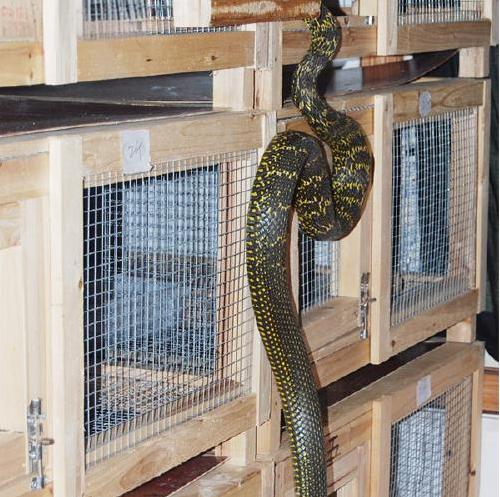 養(yǎng)蛇清糞帶0926-2