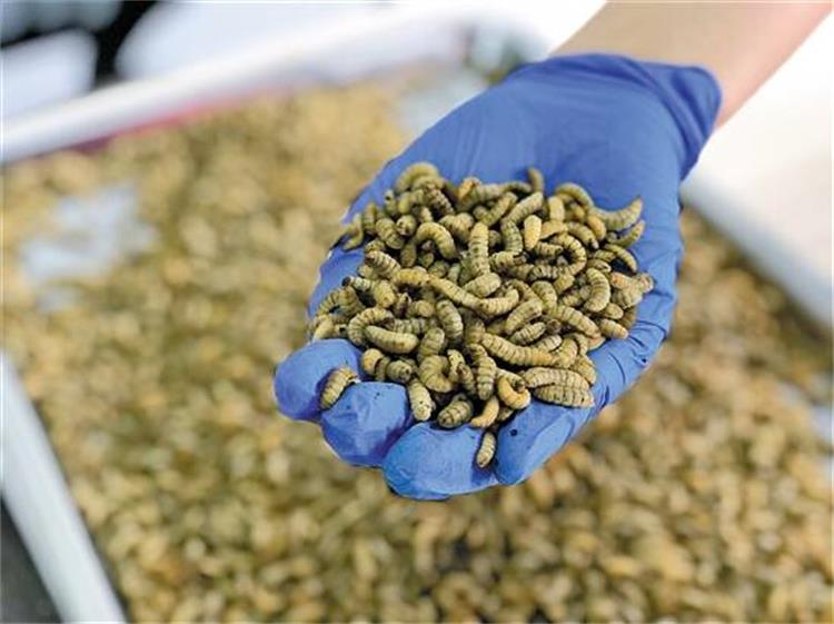 黑水虻輸送帶1204-2