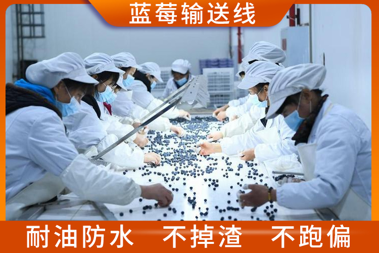 藍莓輸送線